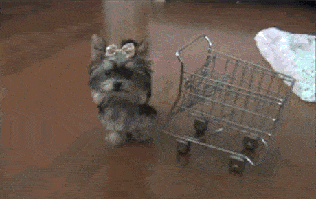 perrito empujando carrito de compras